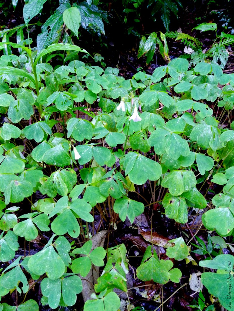 Oxalis linarantha photo 8