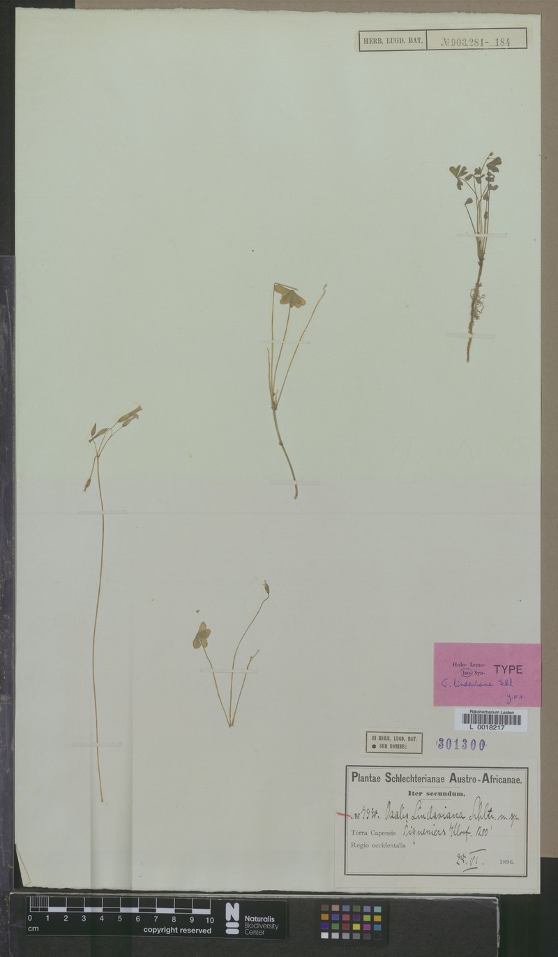 Oxalis lindaviana