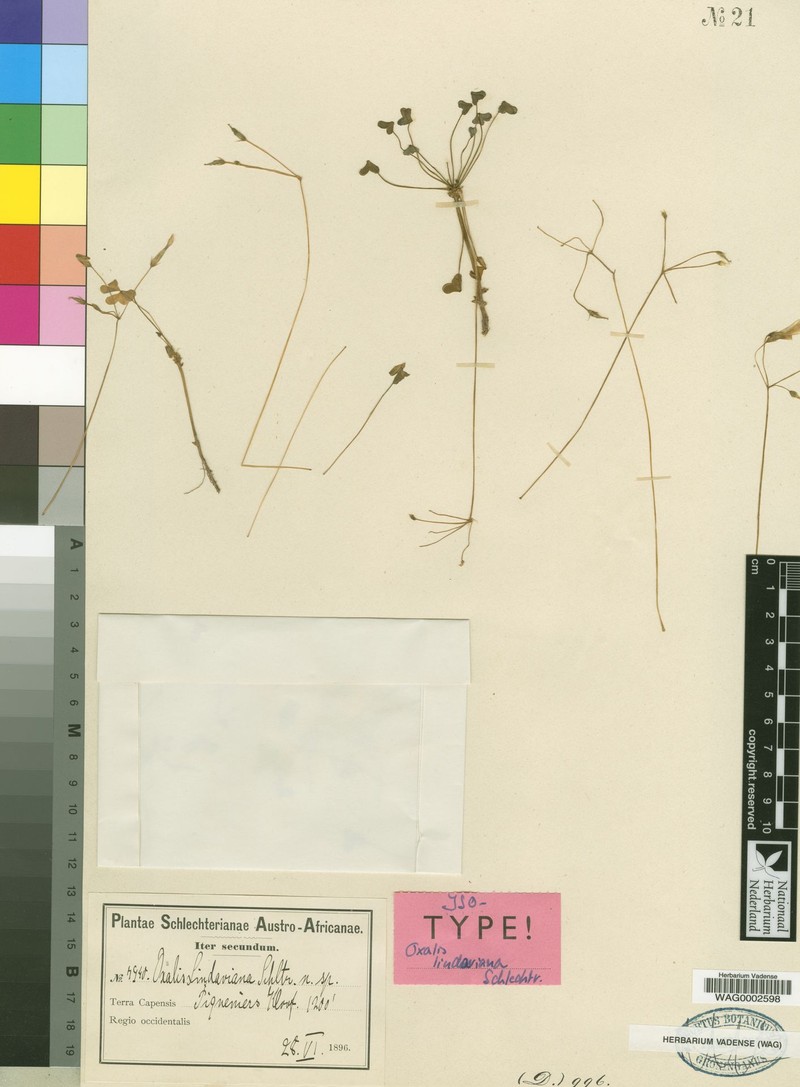 Oxalis lindaviana photo 2