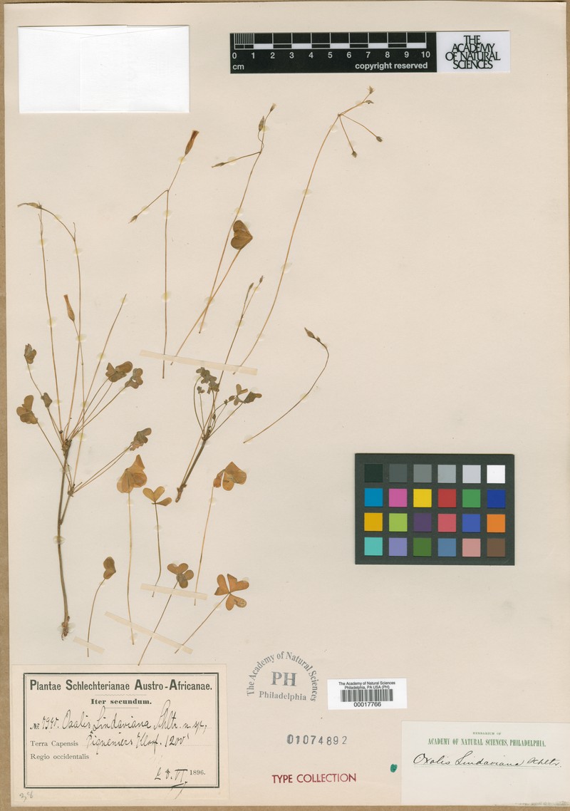 Oxalis lindaviana photo 3