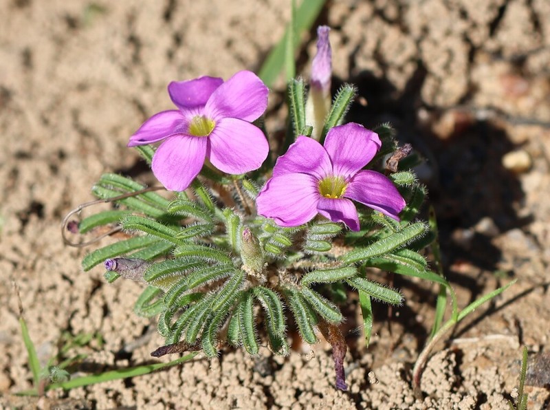 Oxalis linearis photo 2