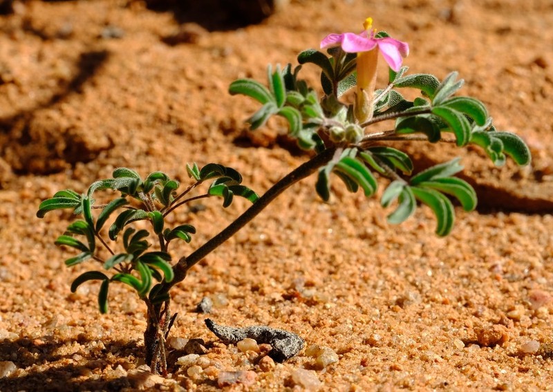 Oxalis linearis photo 3