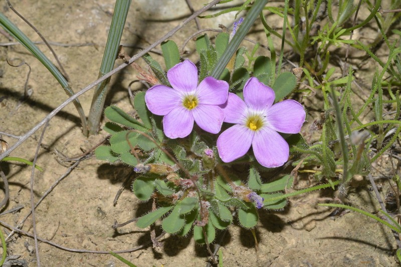 Oxalis linearis photo 4