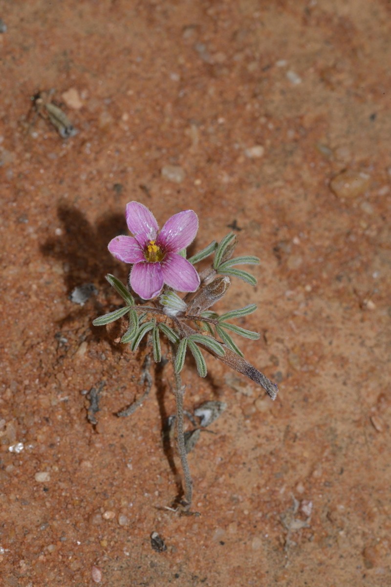 Oxalis linearis photo 5