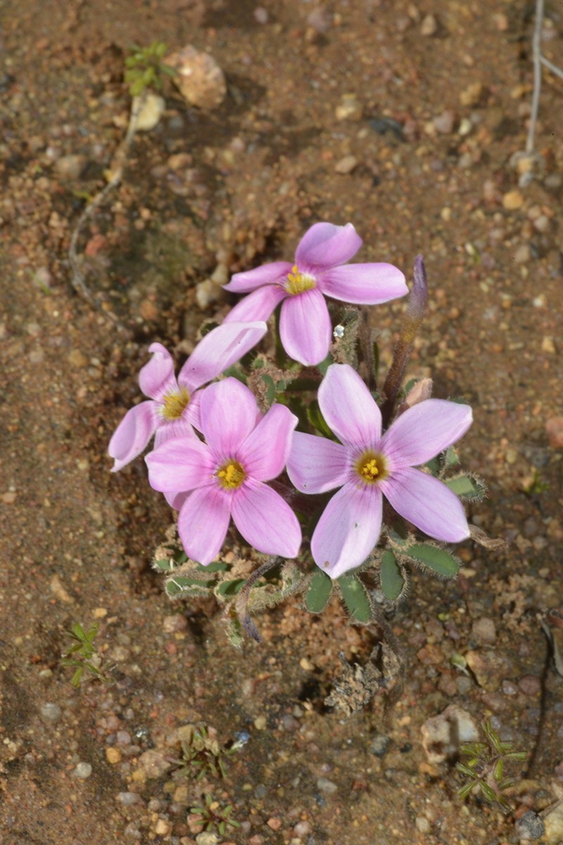 Oxalis linearis photo 6