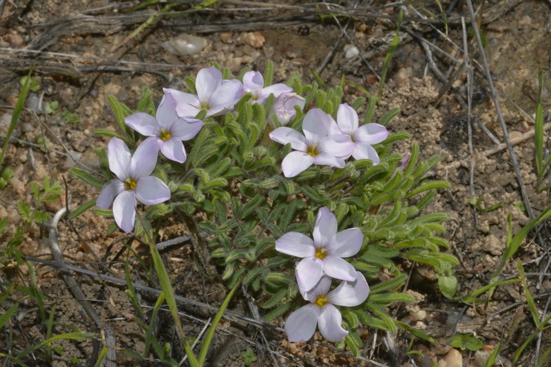 Oxalis linearis photo 7