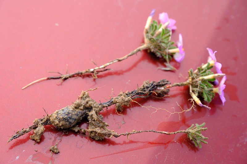 Oxalis linearis photo 8