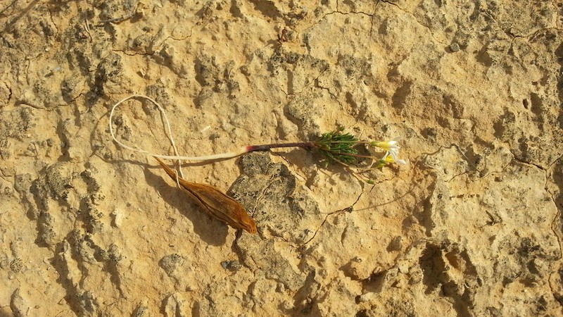 Oxalis lineolata photo 2