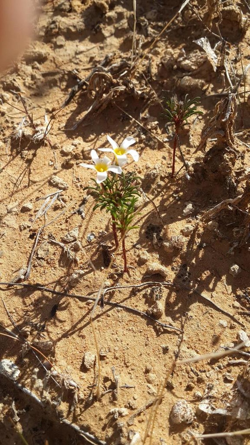 Oxalis lineolata photo 3