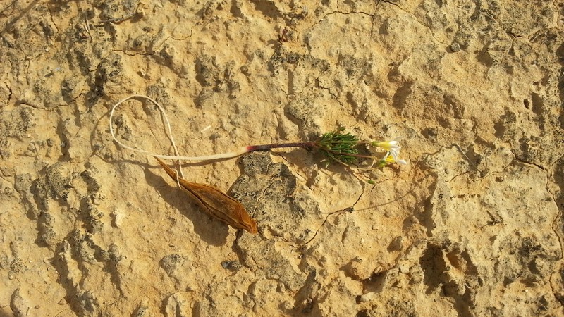 Oxalis lineolata photo 4