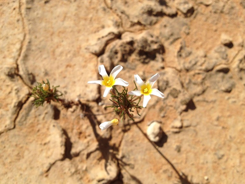 Oxalis lineolata photo 5