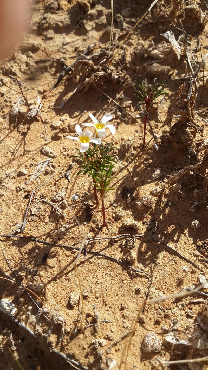 Oxalis lineolata photo 6