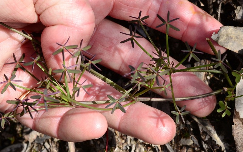 Oxalis livida