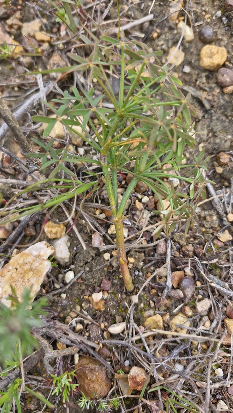 Oxalis livida photo 2