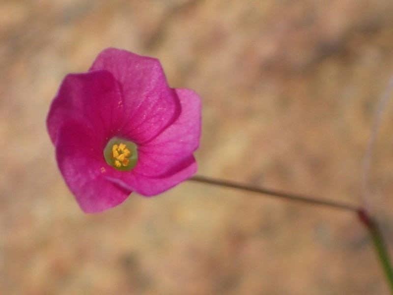 Oxalis livida photo 3