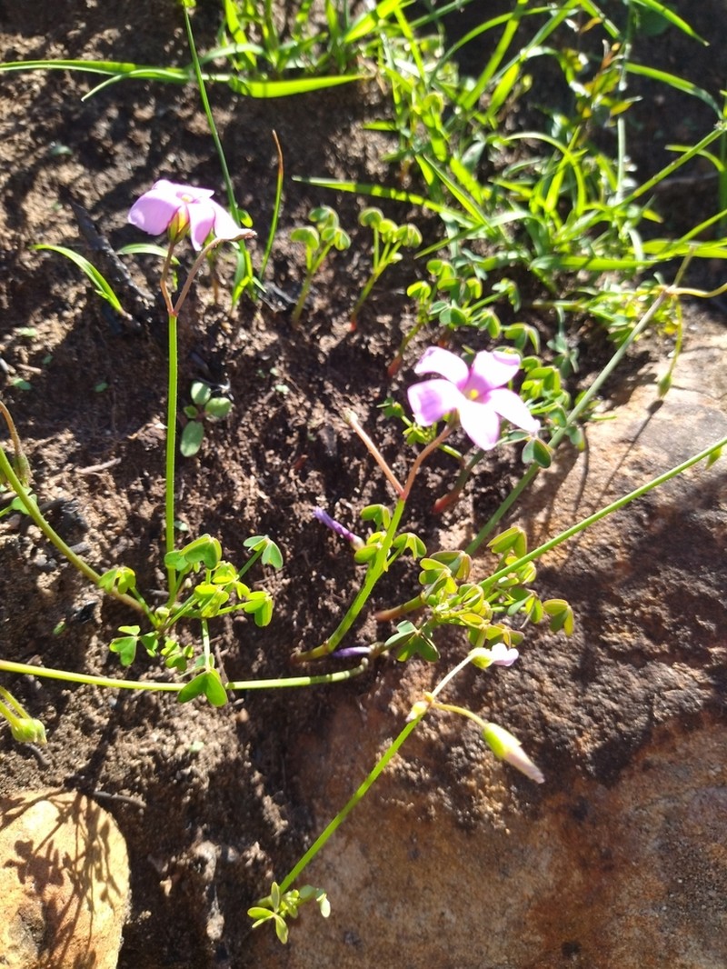 Oxalis livida photo 4