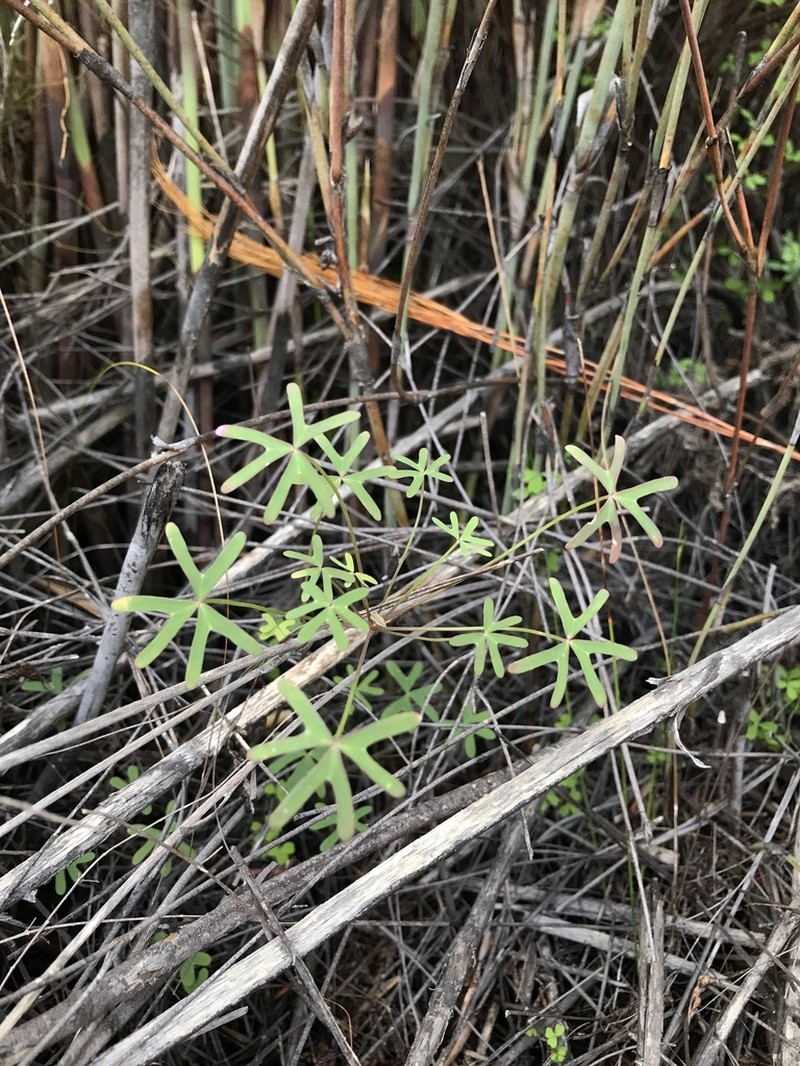 Oxalis livida photo 5