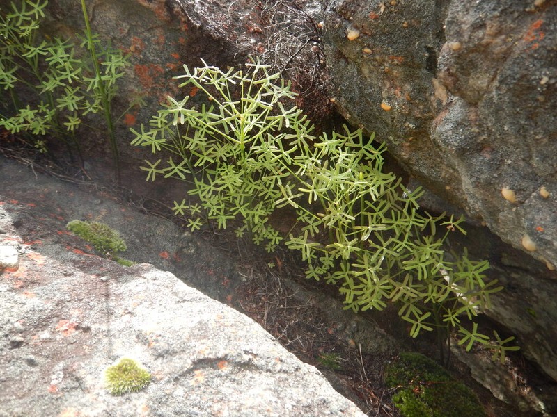 Oxalis livida photo 6