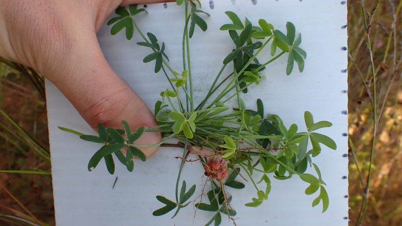 Oxalis livida photo 7