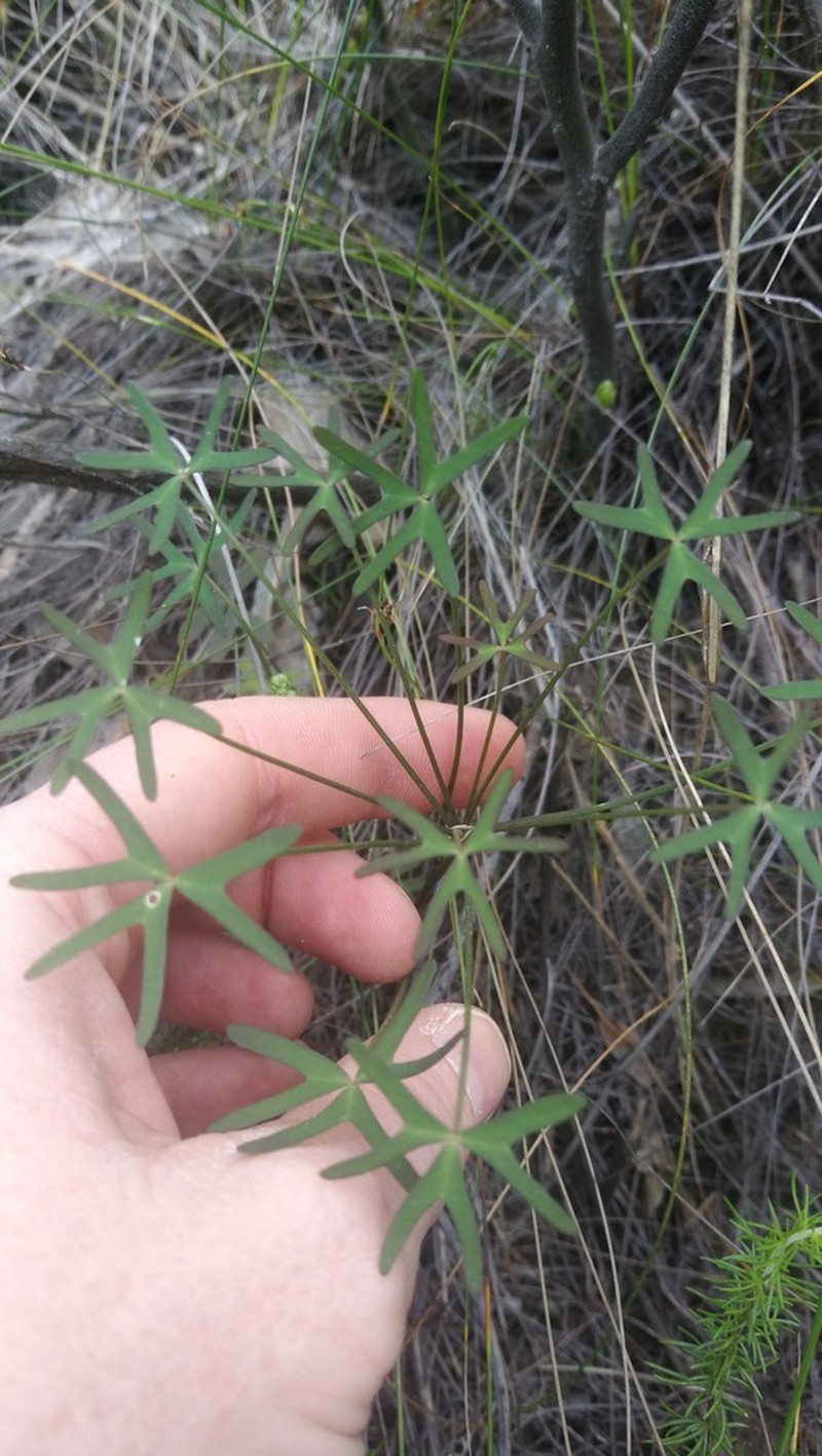 Oxalis livida photo 8