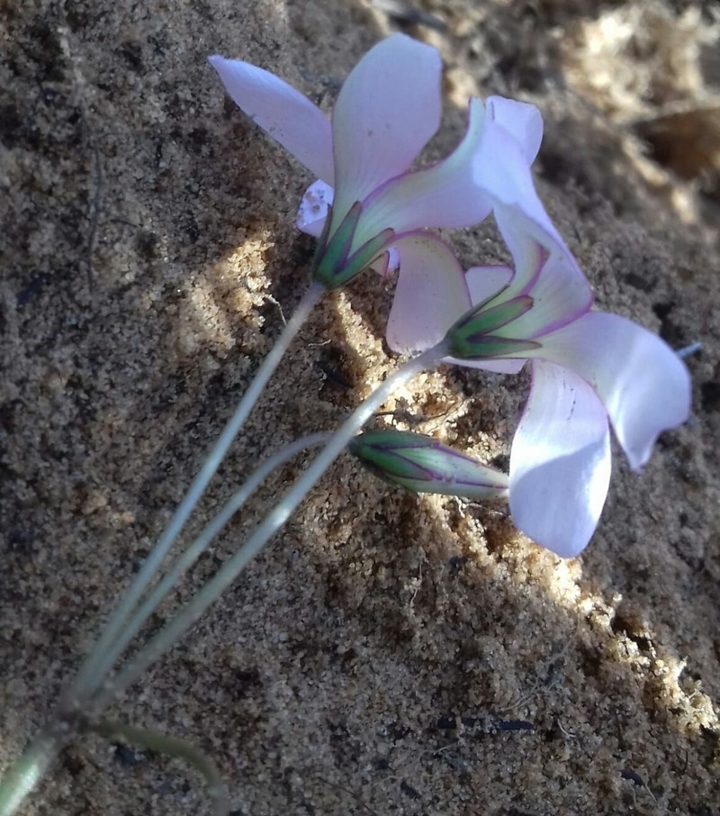 Oxalis livida var. altior