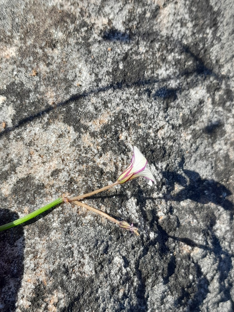 Oxalis livida var. altior photo 2