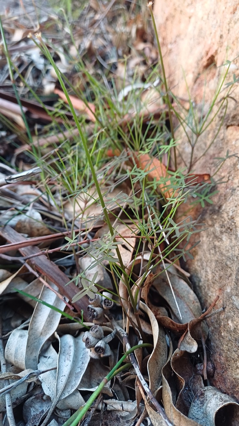 Oxalis livida var. altior photo 4