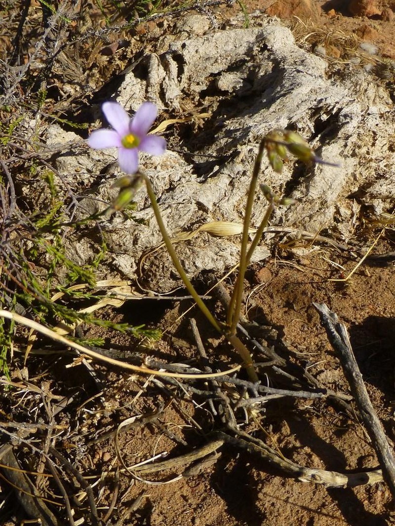 Oxalis livida var. livida