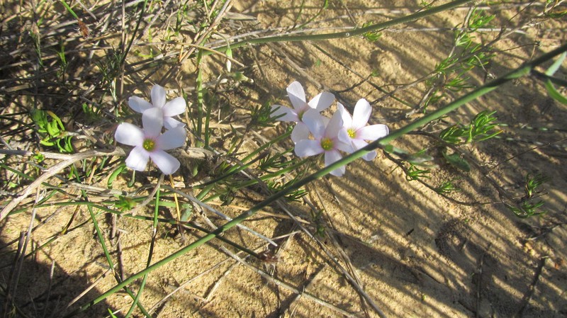 Oxalis livida var. livida photo 2
