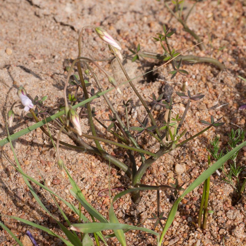 Oxalis livida var. livida photo 4
