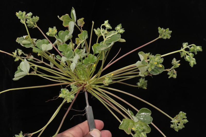 Oxalis lomana