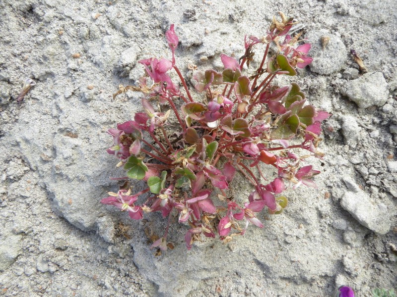 Oxalis lomana photo 2