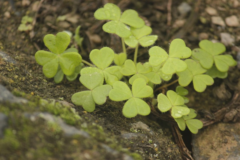 Oxalis lomana photo 3