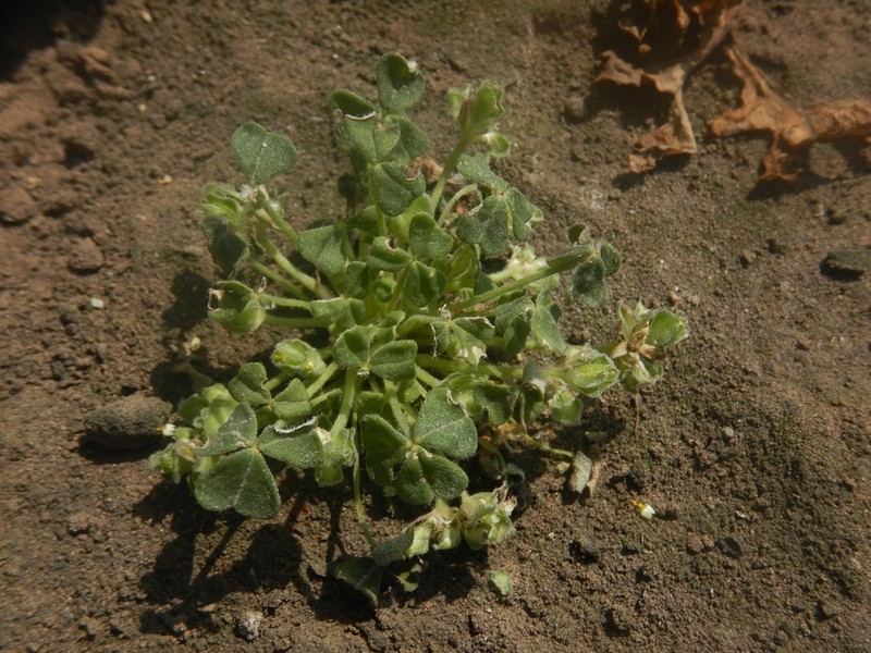 Oxalis lomana photo 4