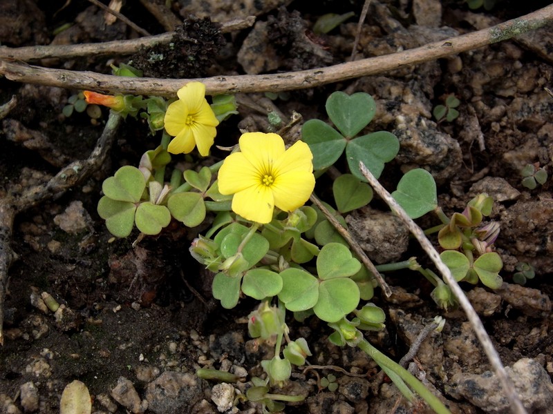 Oxalis lomana photo 5