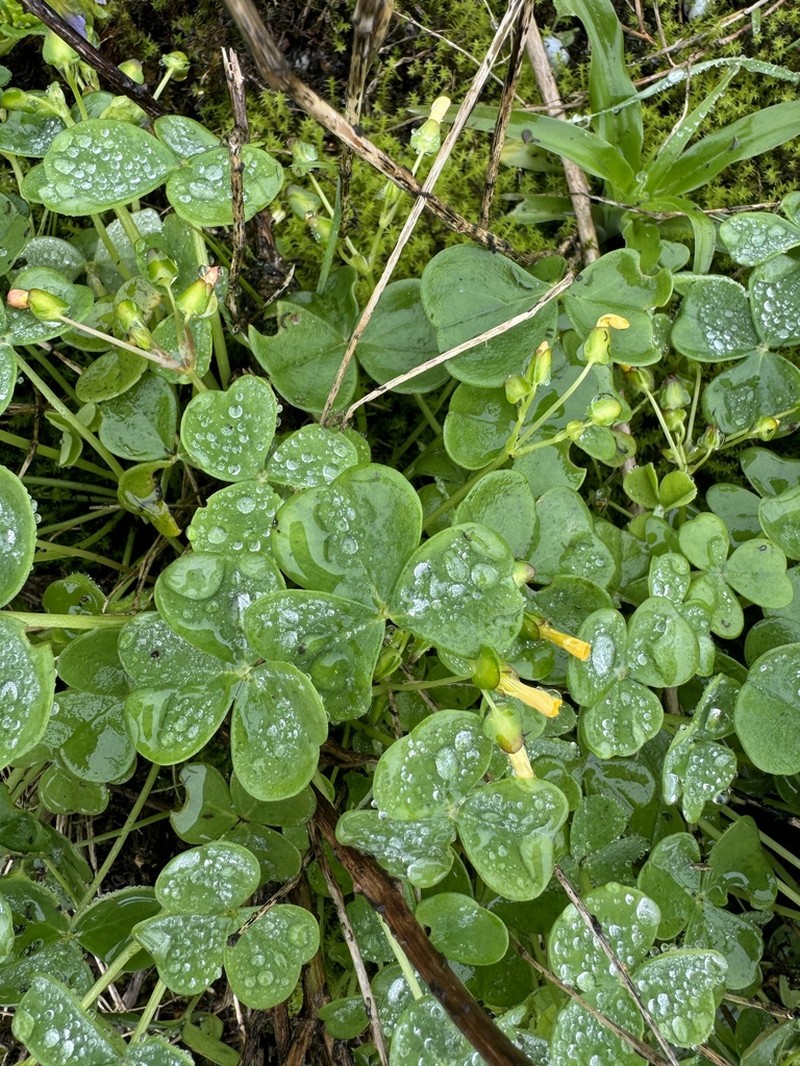 Oxalis lomana photo 6