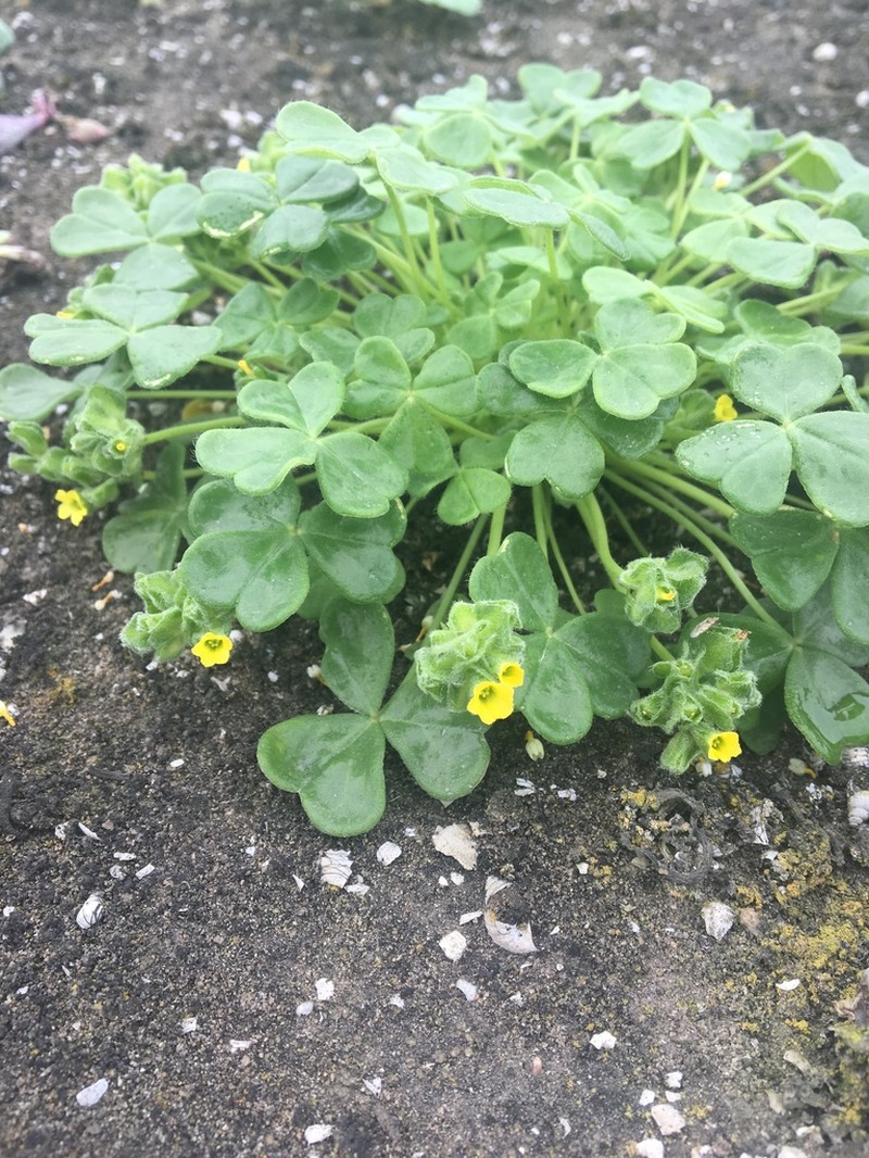 Oxalis lomana photo 8