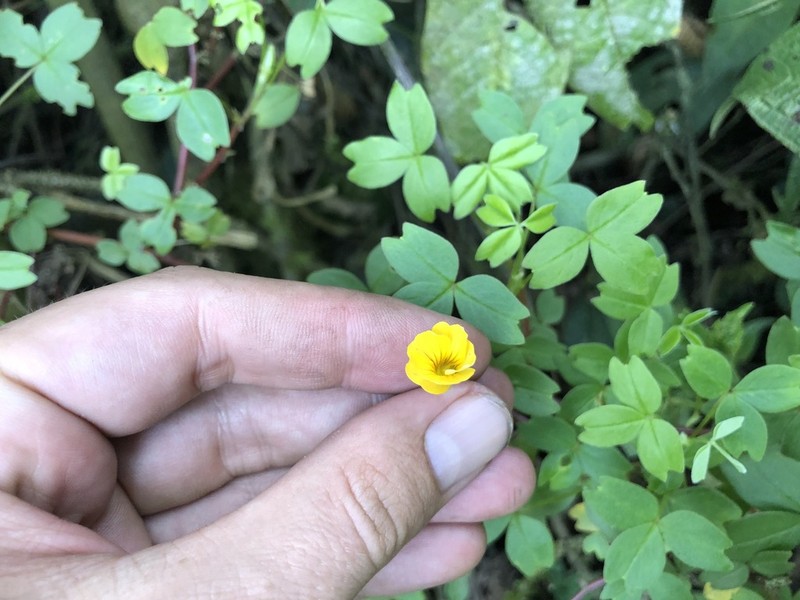 Oxalis longissima