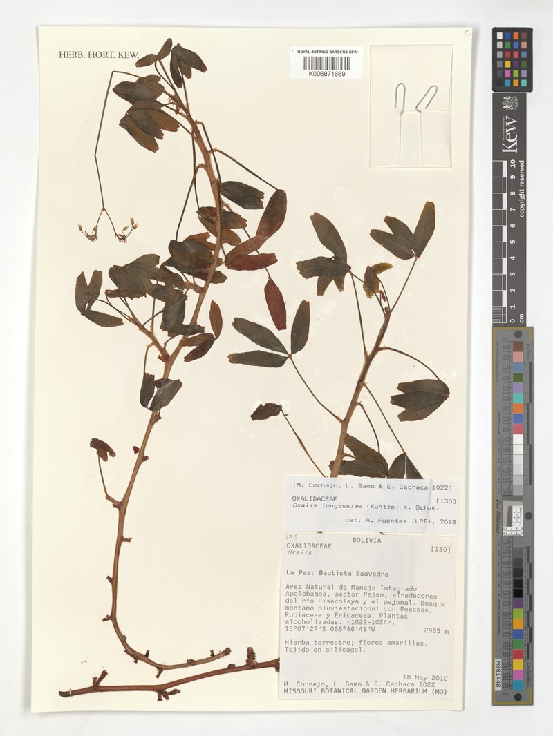 Oxalis longissima photo 3