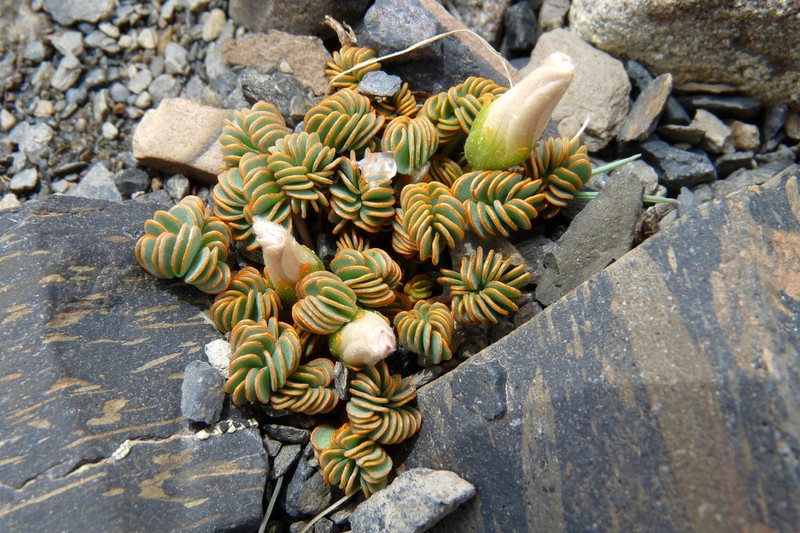 Oxalis loricata