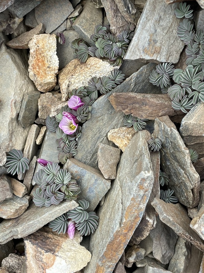 Oxalis loricata photo 2