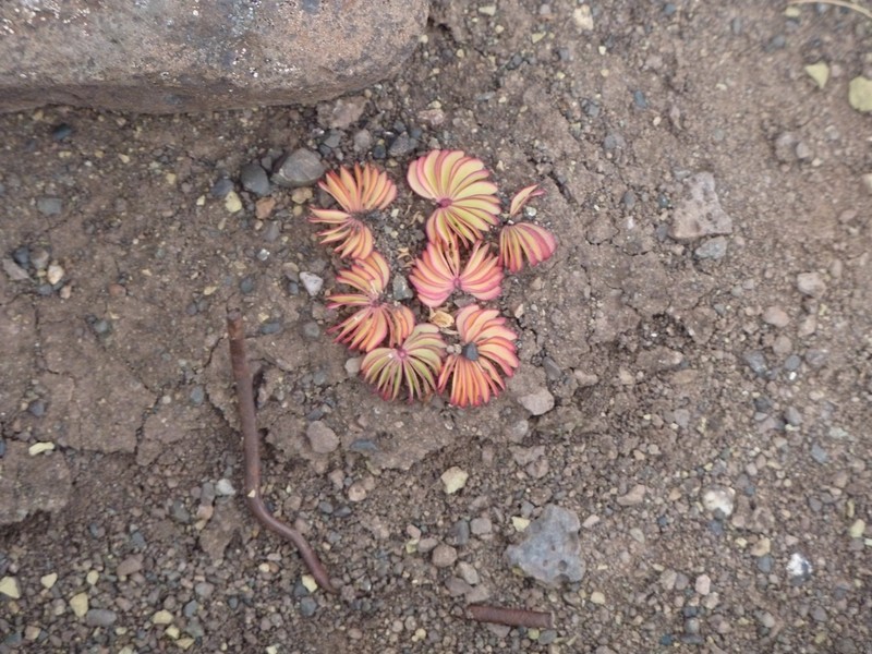 Oxalis loricata photo 3