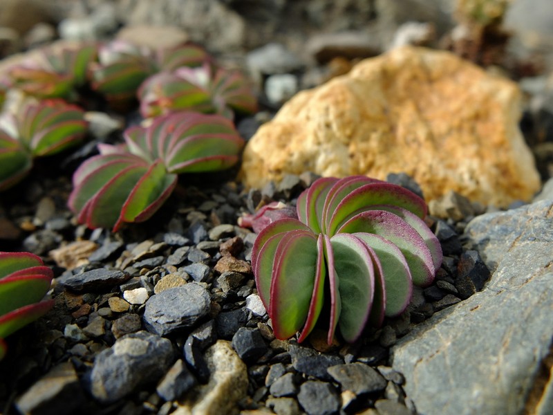 Oxalis loricata photo 4