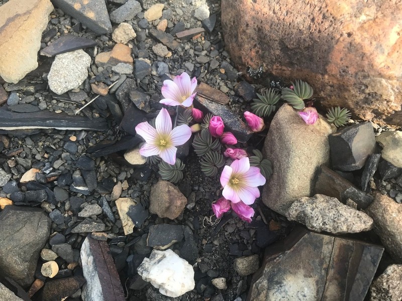 Oxalis loricata photo 5