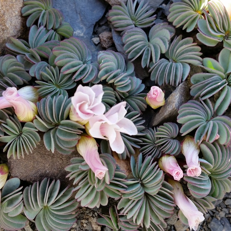 Oxalis loricata photo 6