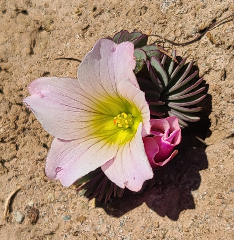 Oxalis loricata photo 7