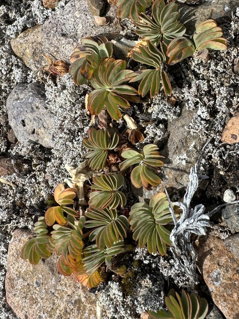 Oxalis loricata photo 8
