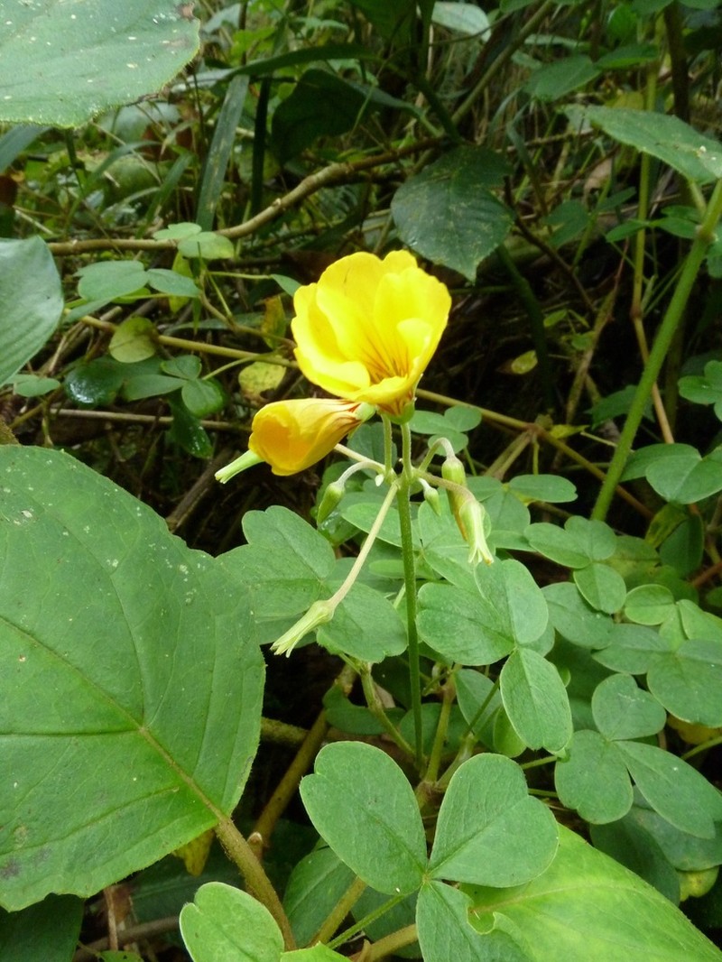 Oxalis lotoides