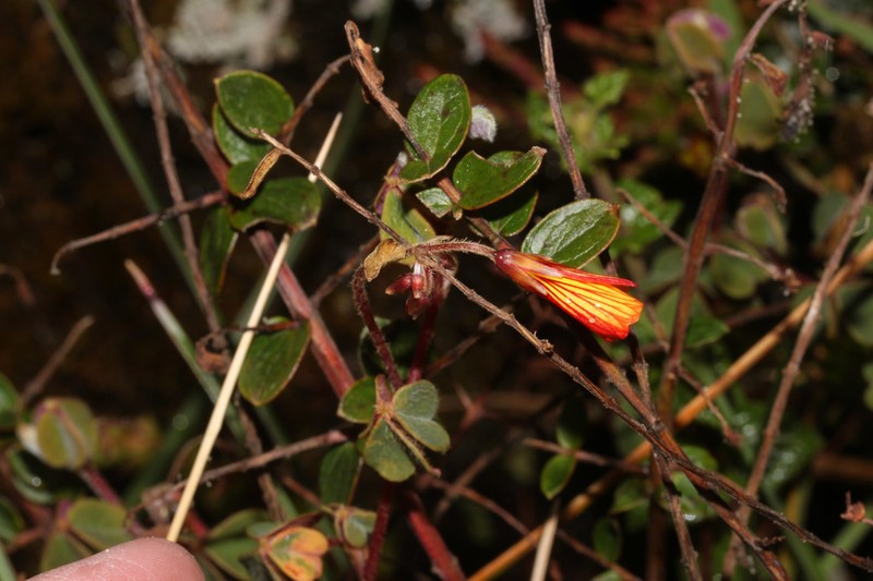 Oxalis lotoides photo 2