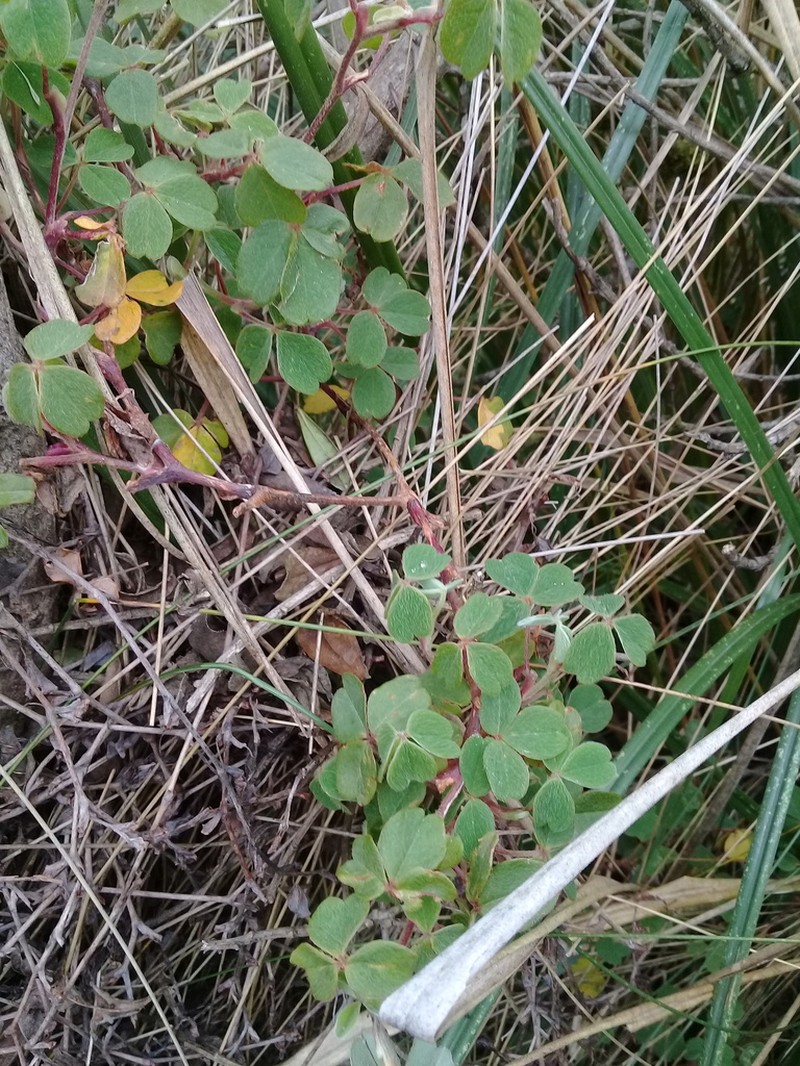 Oxalis lotoides photo 3